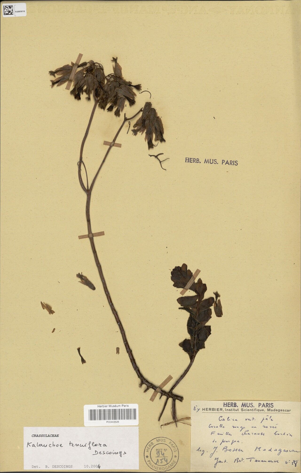 Kalanchoe tenuiflora — houseplant care guide