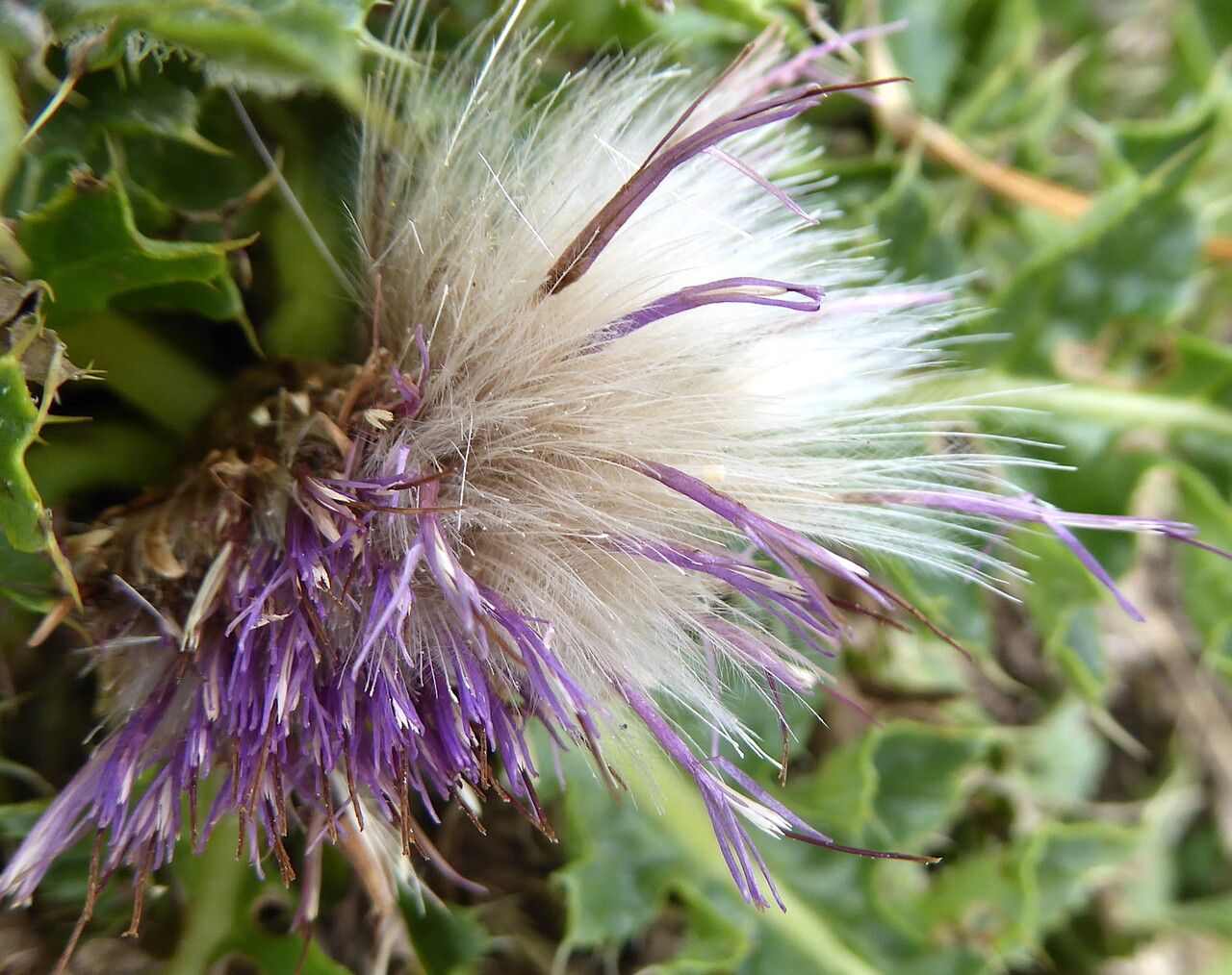 Cirsium acaulon fruit