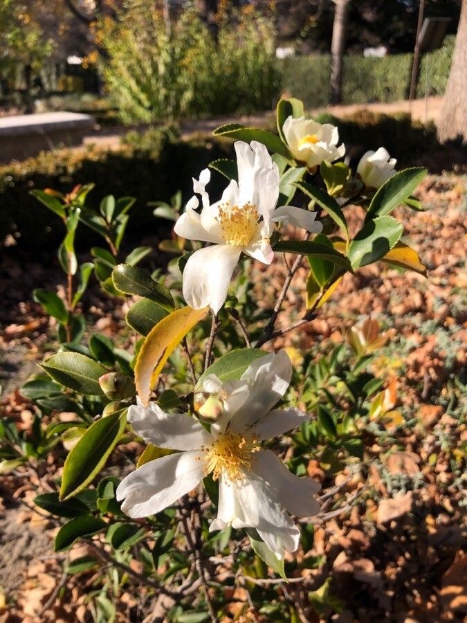 Pyrenaria microcarpa flower