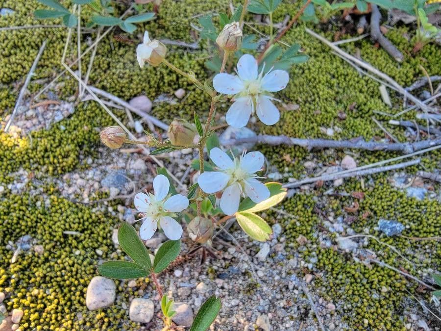 Sibbaldiopsis tridentata flower
