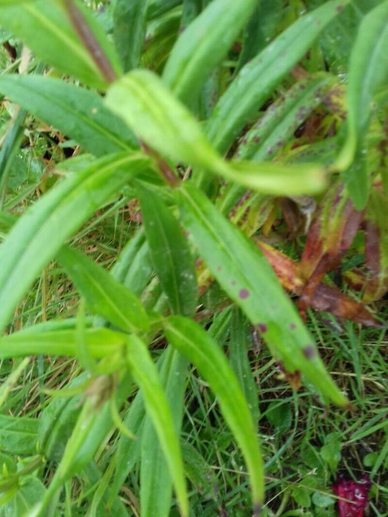 Pentstemon x hybridus — search result for 'Penstemon'