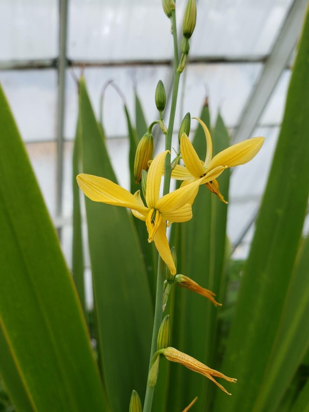 Echeandia texensis flower