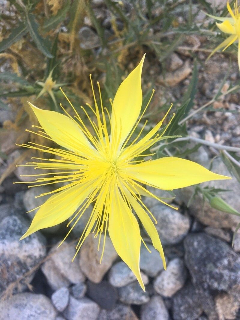 Mentzelia laevicaulis flower