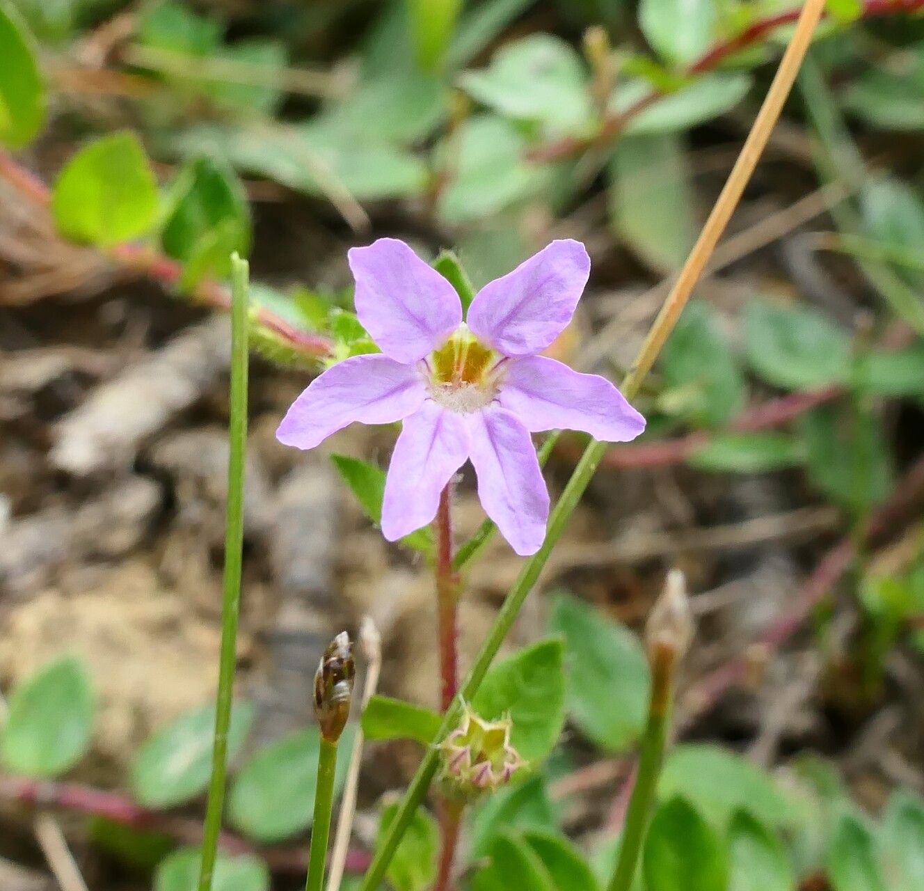 Cuphea ciliata flower