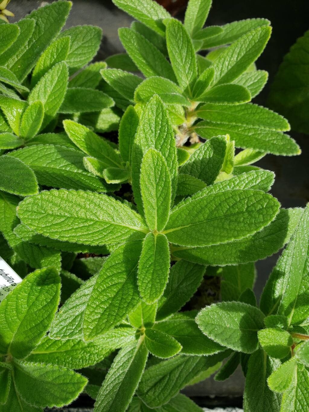 Sinningia tubiflora leaf
