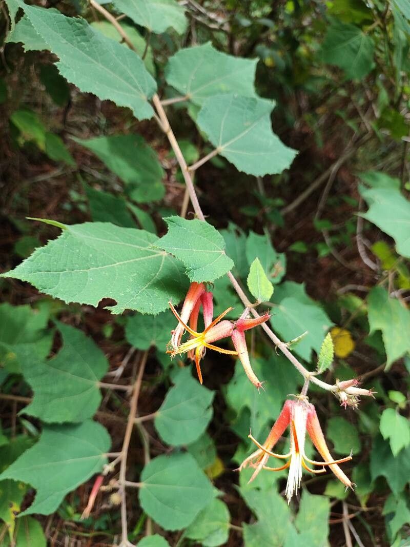 Triumfetta grandiflora — houseplant care guide