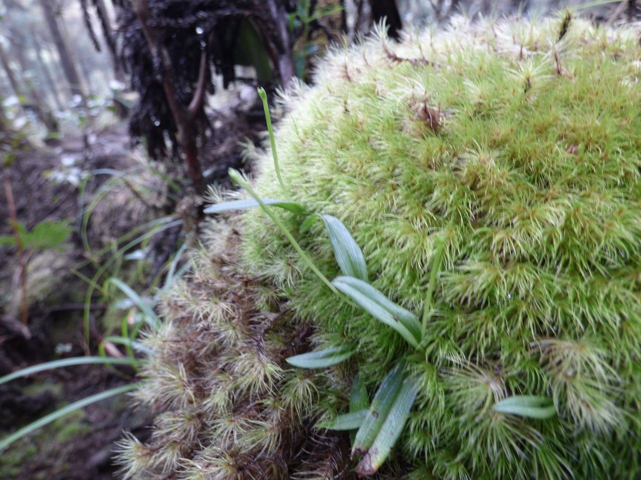 Liparis scaposa habit