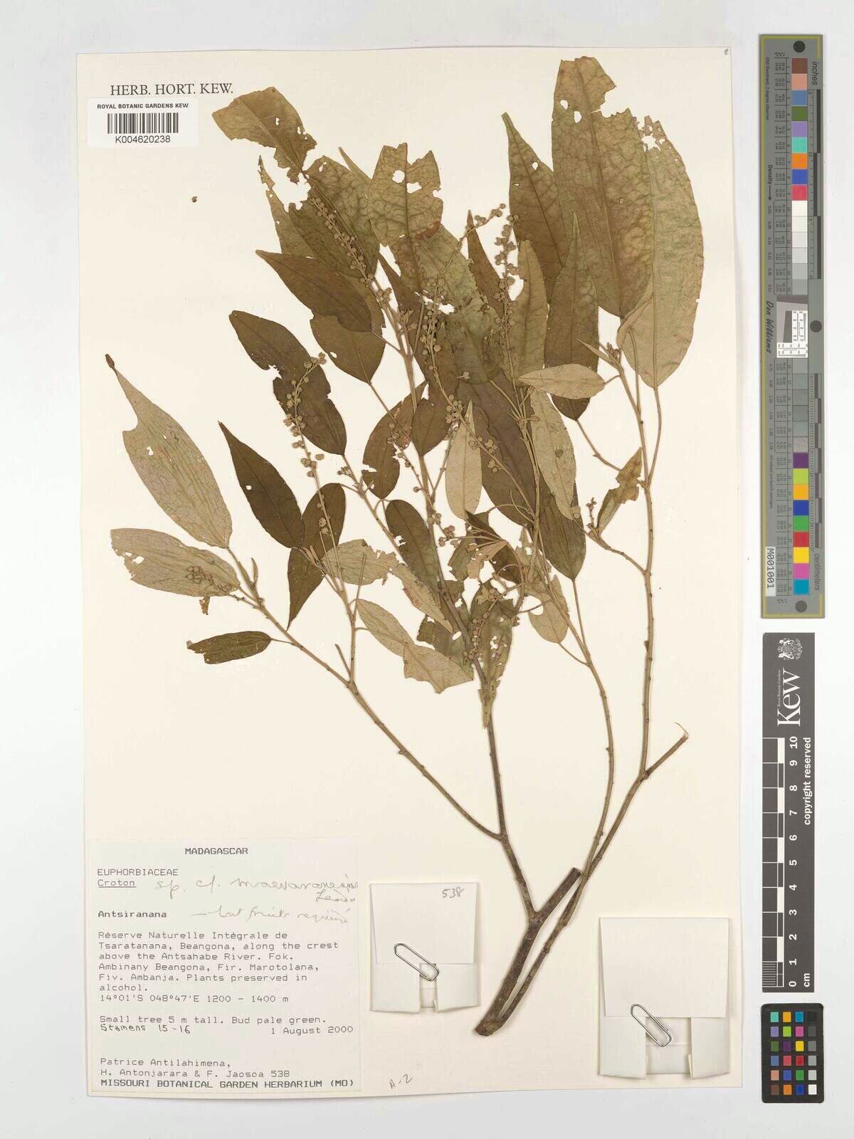 Croton maevaranensis — houseplant care guide