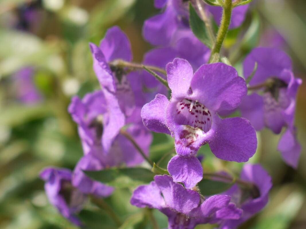 Angelonia biflora flower