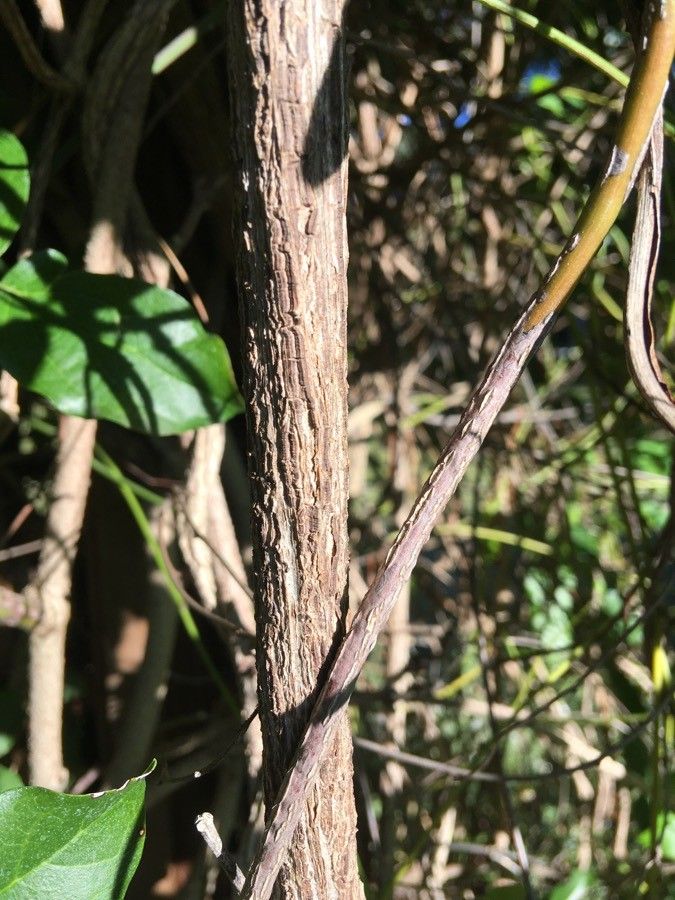 Amphilophium buccinatorium bark
