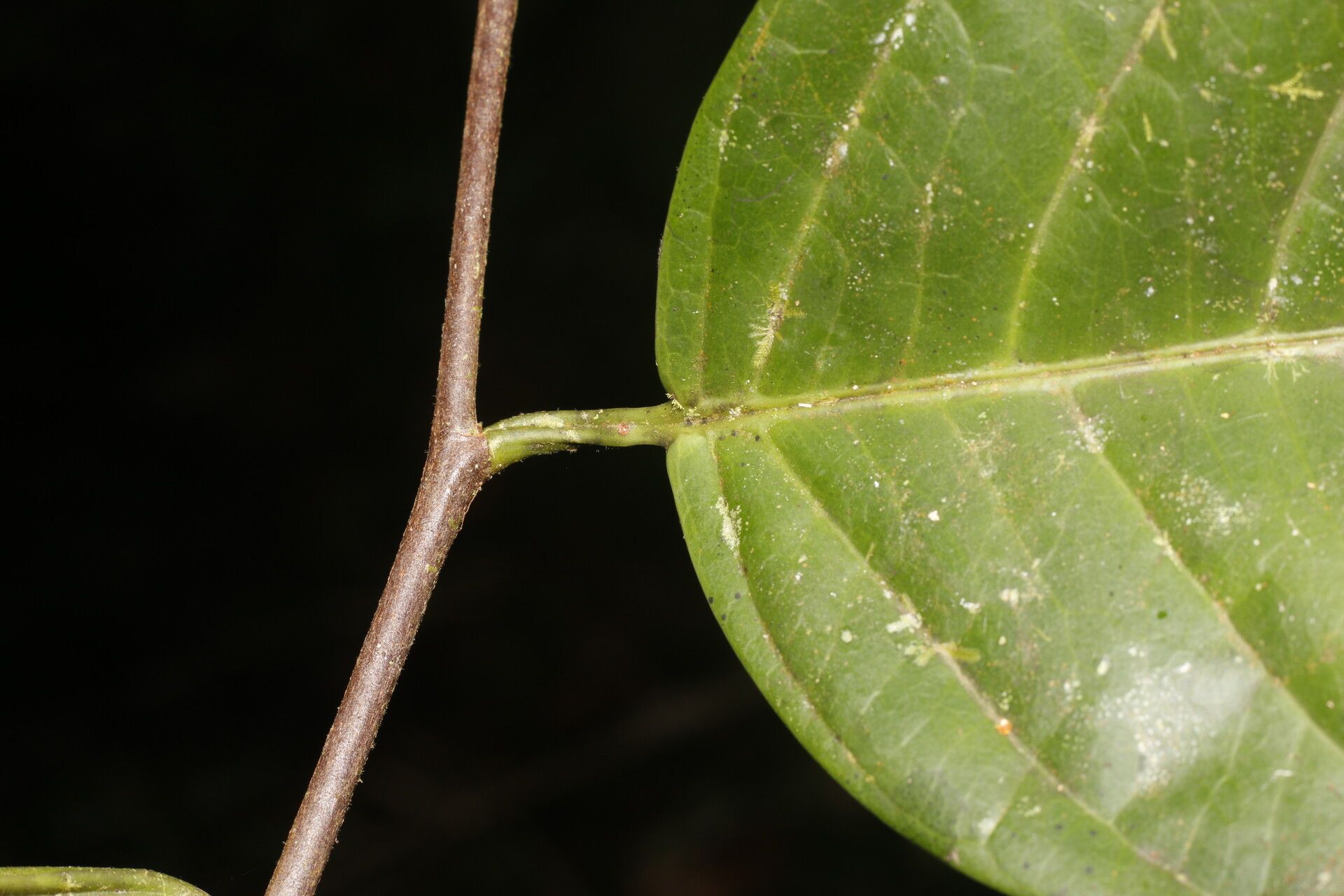 Prunus subcorymbosa bark