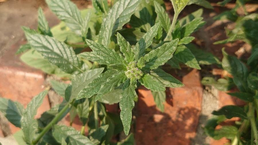 Heliotropium amplexicaule