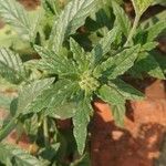 Heliotropium amplexicaule