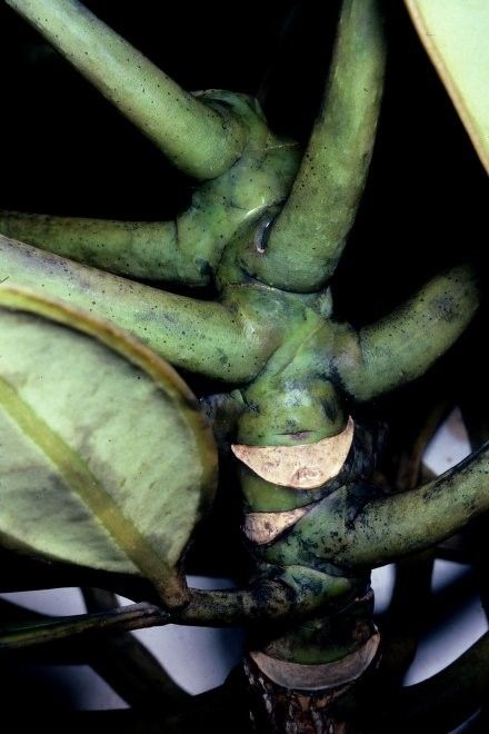 Plerandra pachyphylla bark