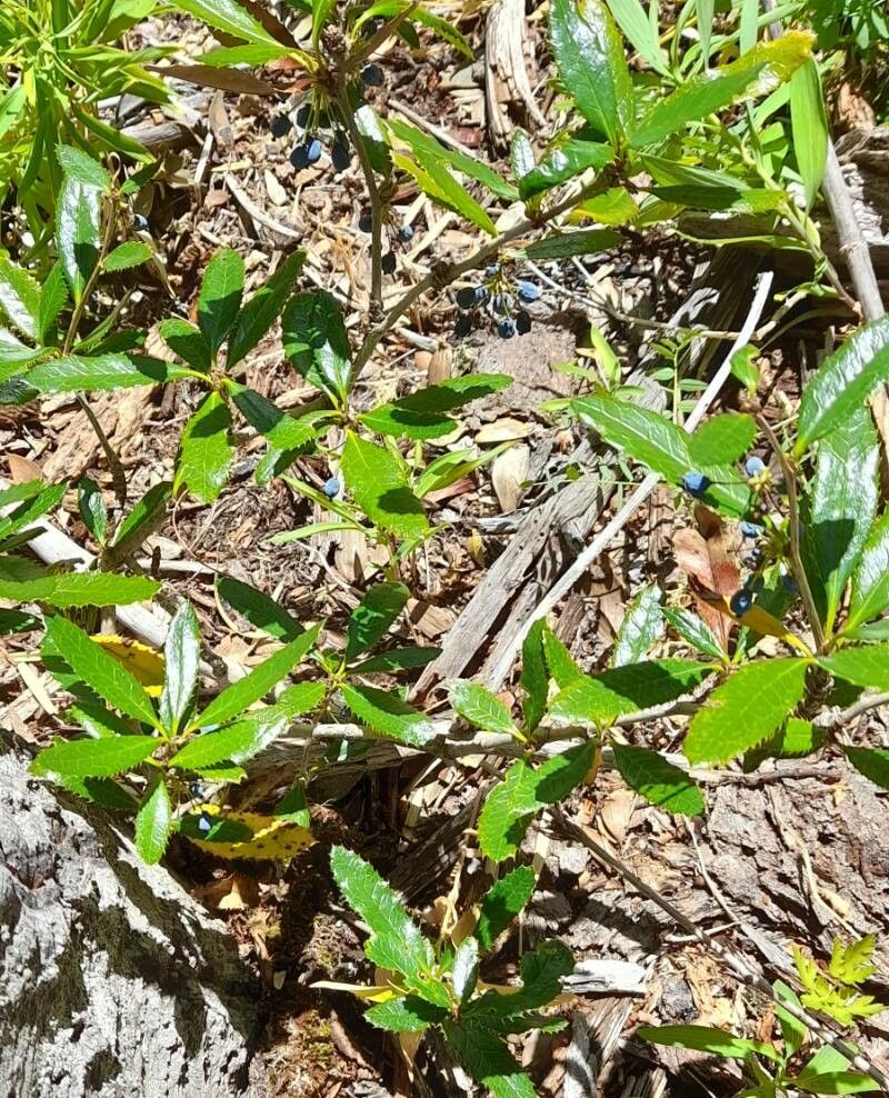 Berberis serratodentata habit