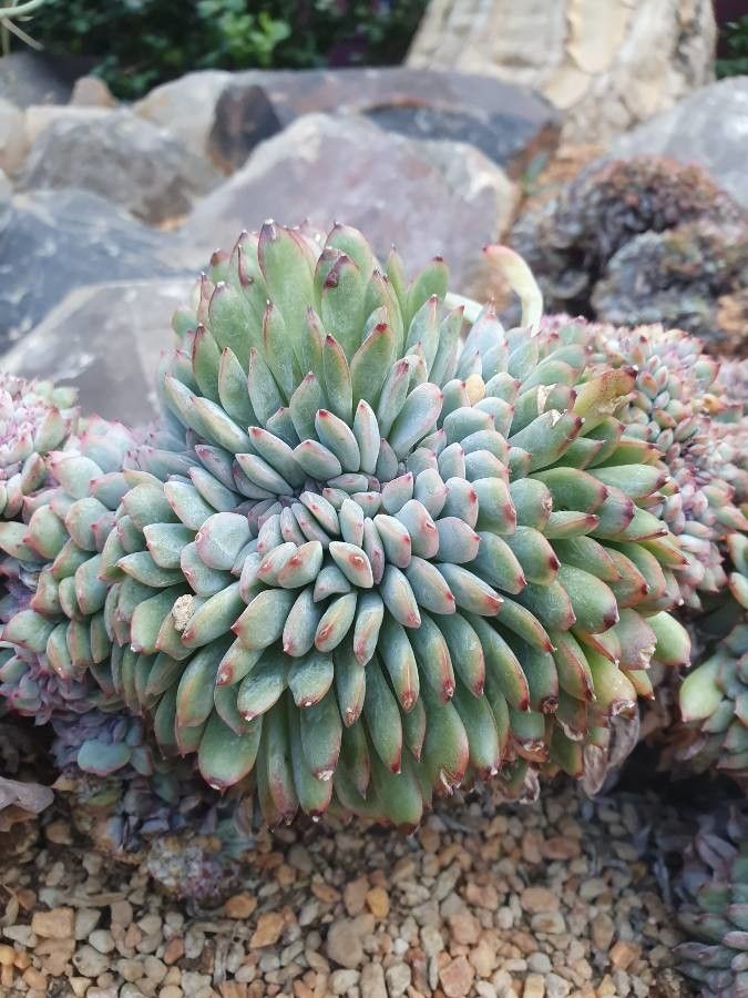 Echeveria cv. 'Apus' — search result for 'Echeveria'