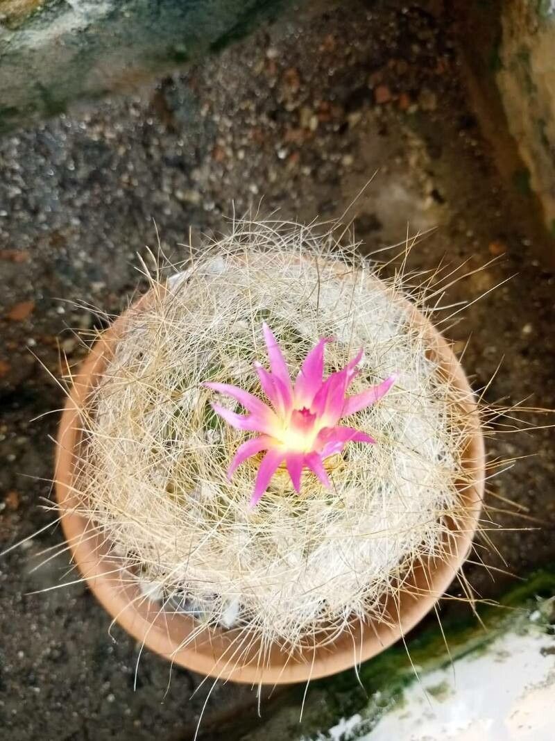 Eriosyce villosa leaf