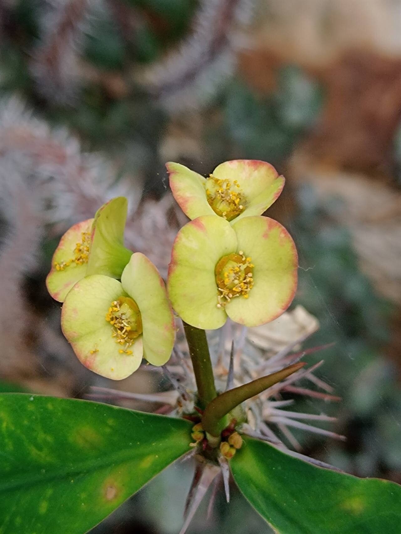 Euphorbia isaloensis flower