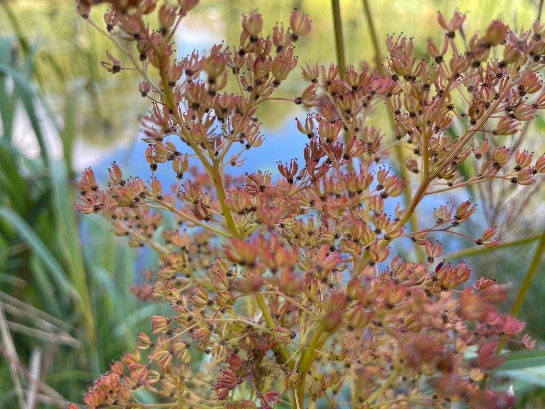 Filipendula rubra fruit