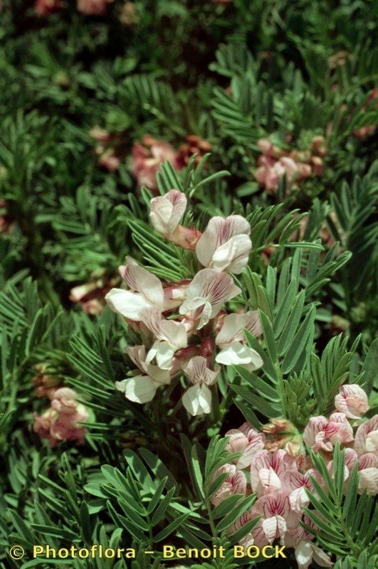 Vicia argentea habit