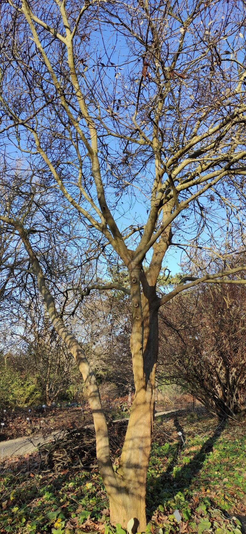 Celtis tournefortii habit