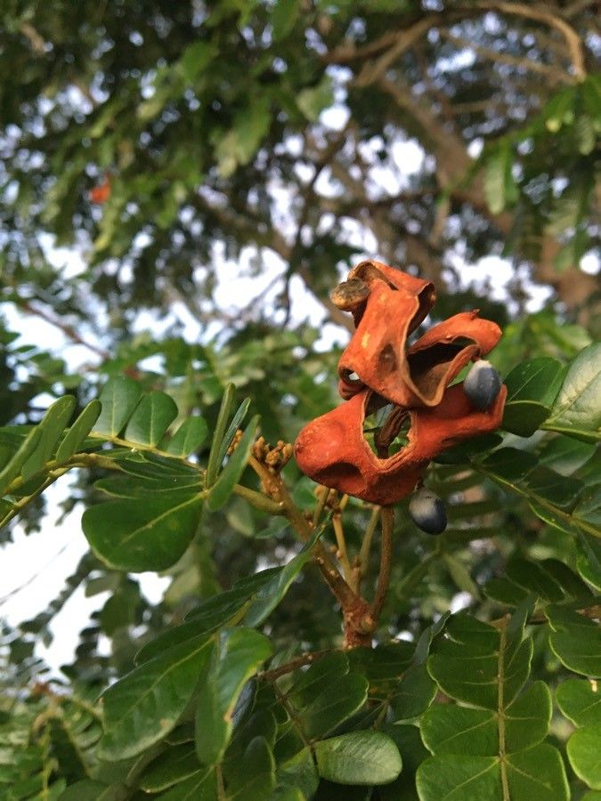 Pararchidendron pruinosum fruit