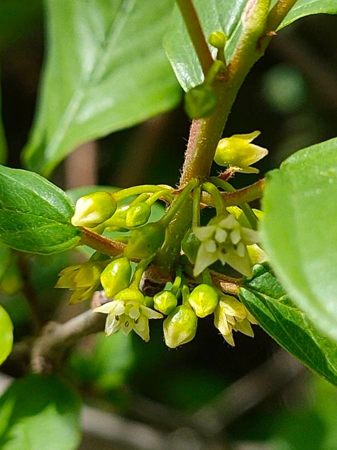 Frangula dodonei flower