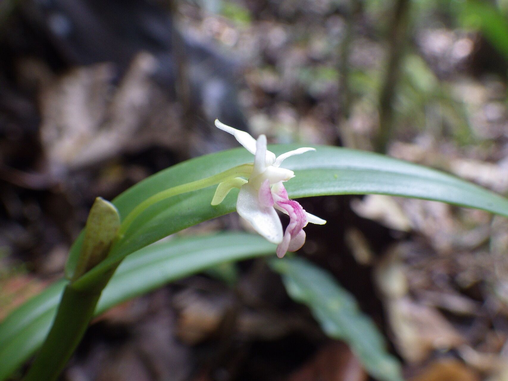 Dendrobium arfakense flower