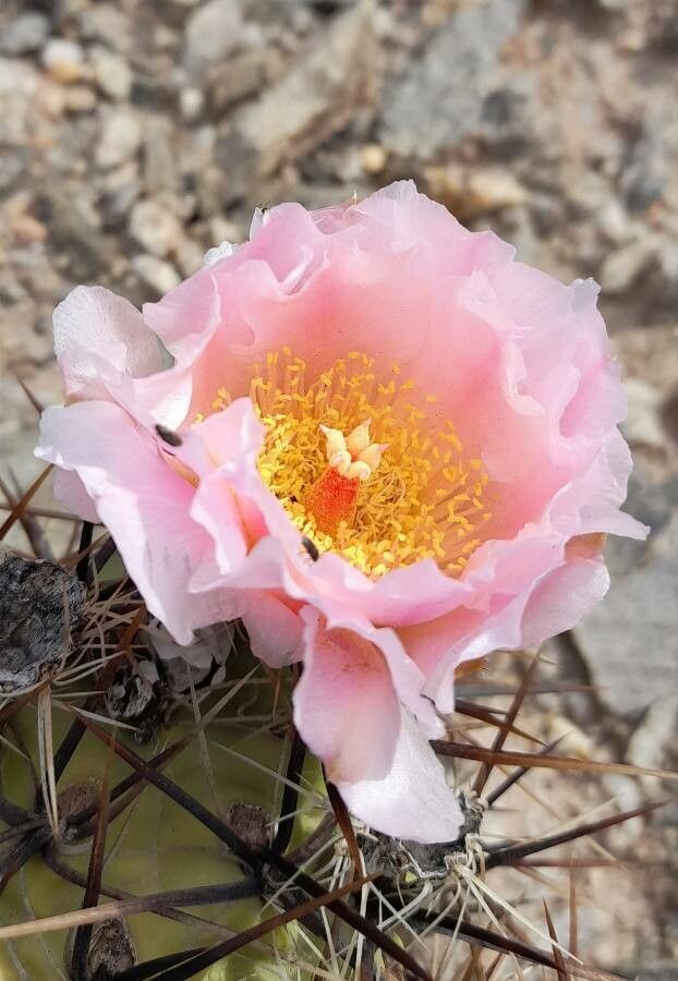 Tephrocactus alexanderi flower