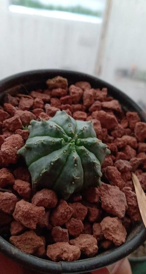 Euphorbia meloformis flower