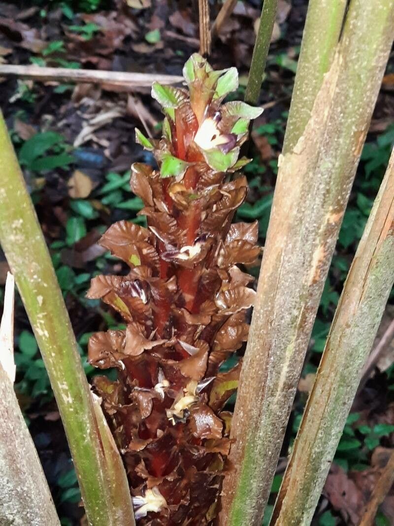 Calathea guzmanioides flower