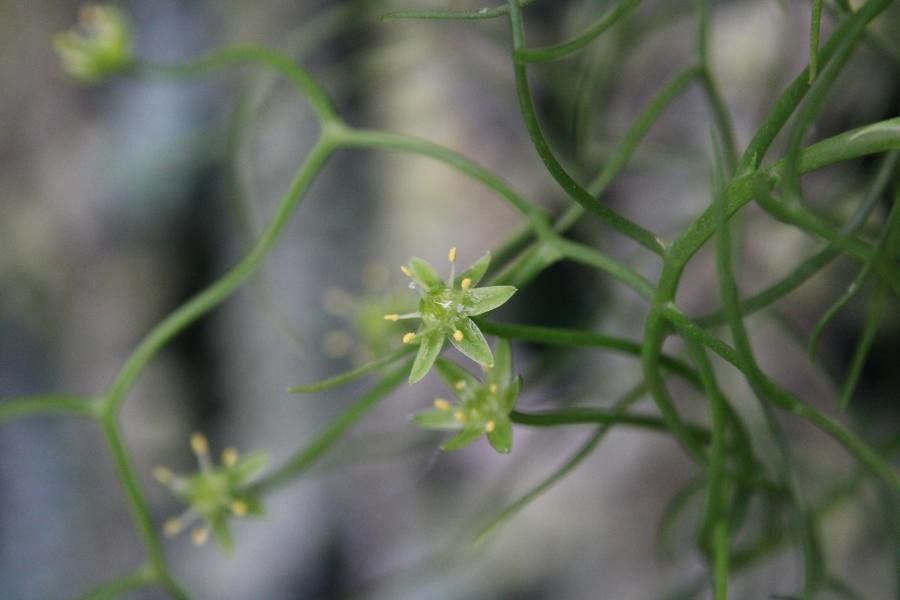 Bowiea volubilis flower