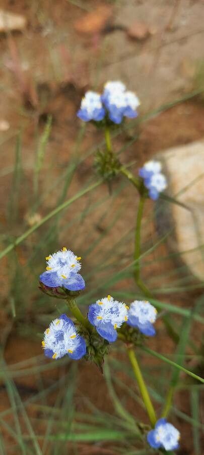 Commelina dianthifolia flower