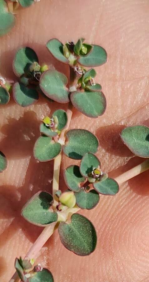 Euphorbia serpens fruit