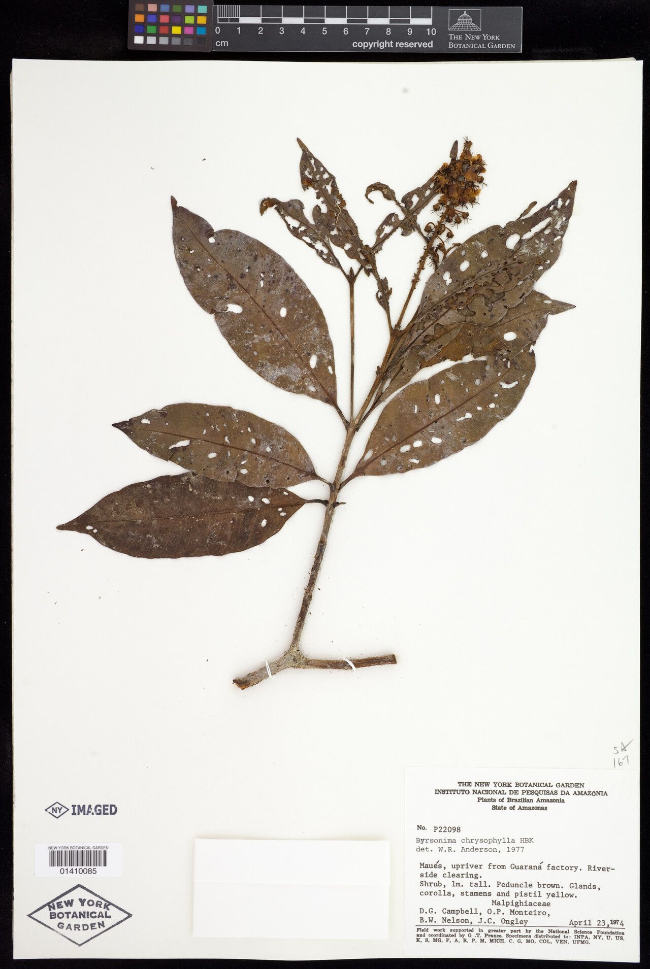 Byrsonima chrysophylla — related species from the same genus