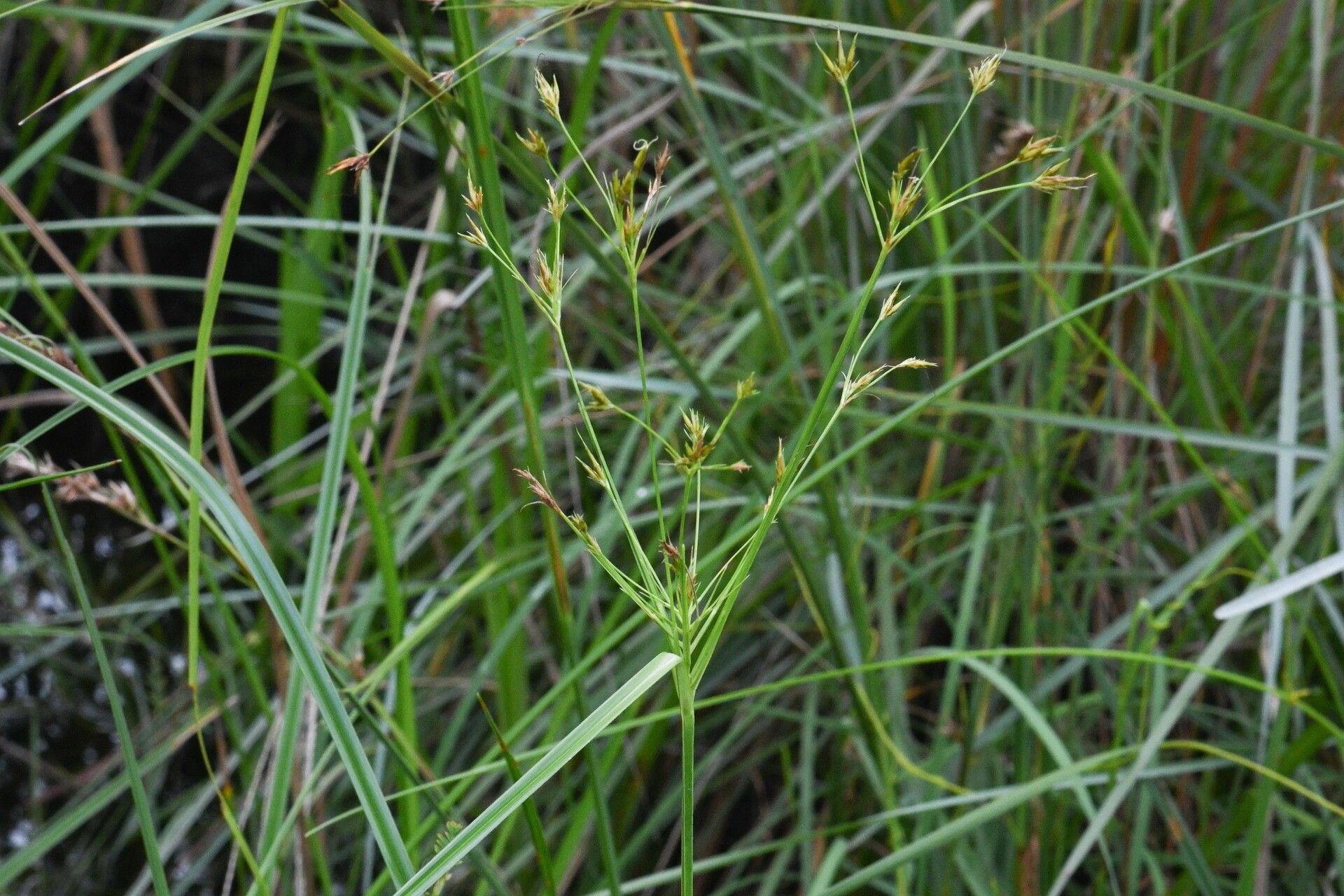 Rhynchospora triflora habit