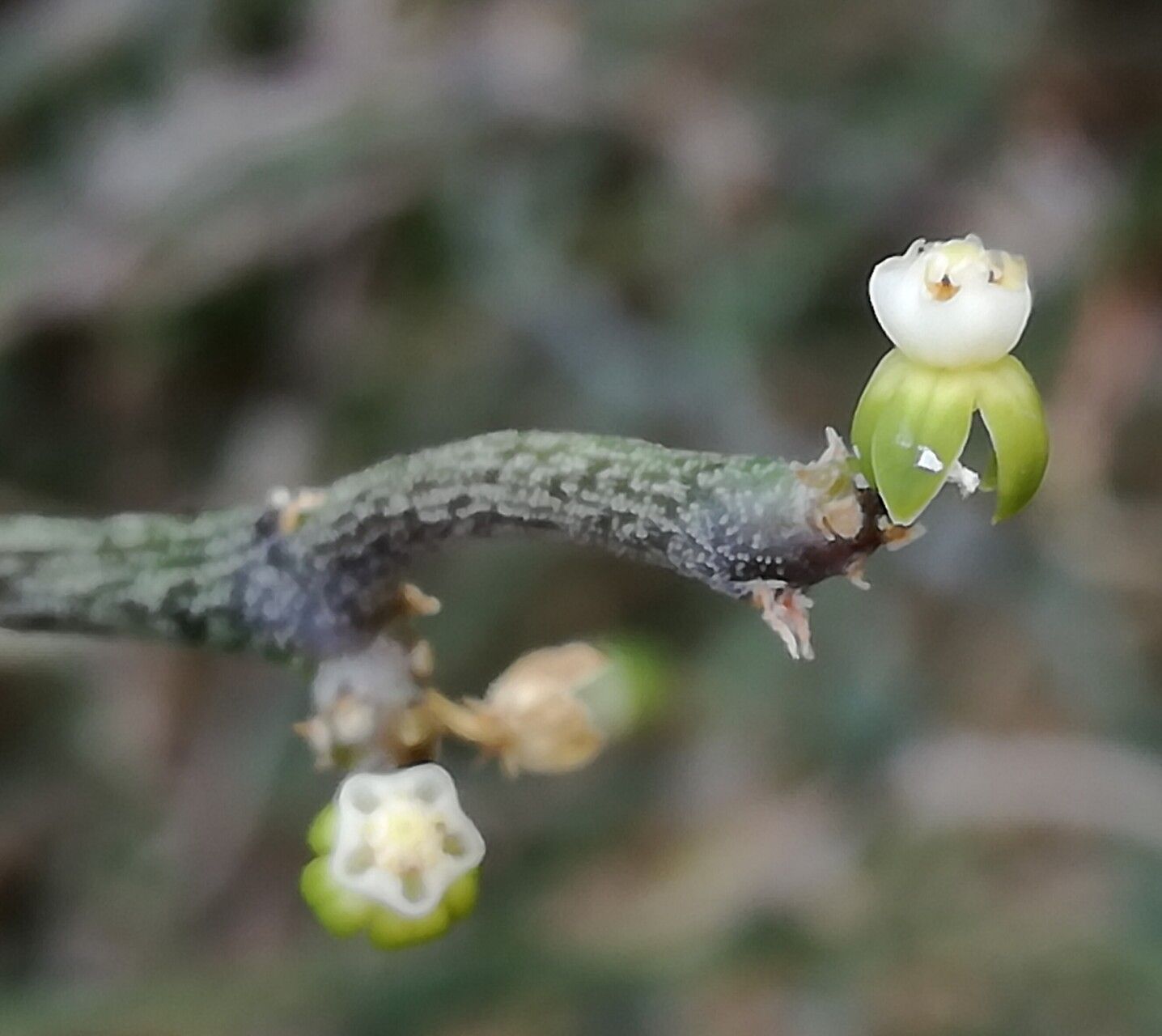 Cynanchum gerrardi flower