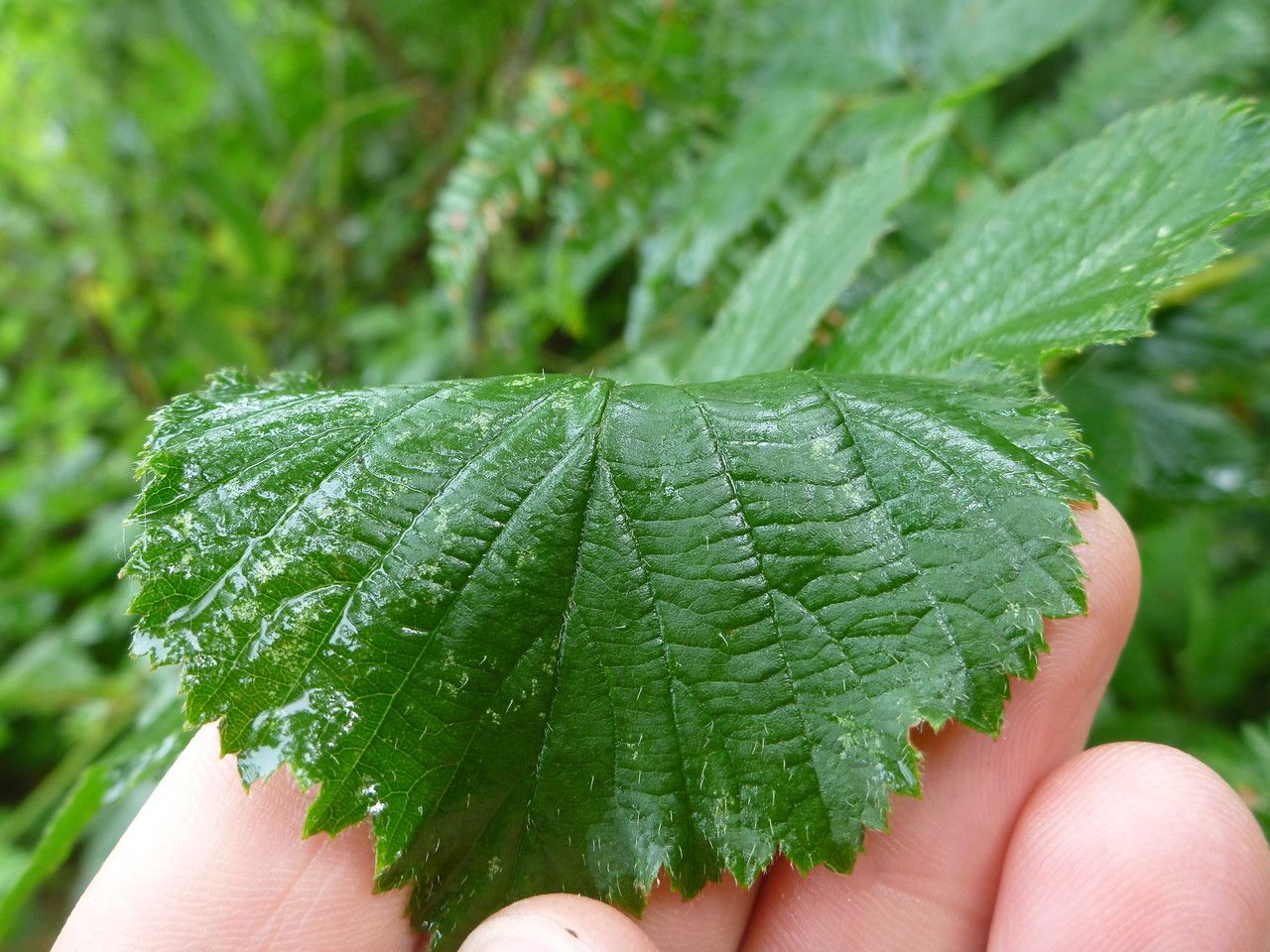 Rubus frederici leaf