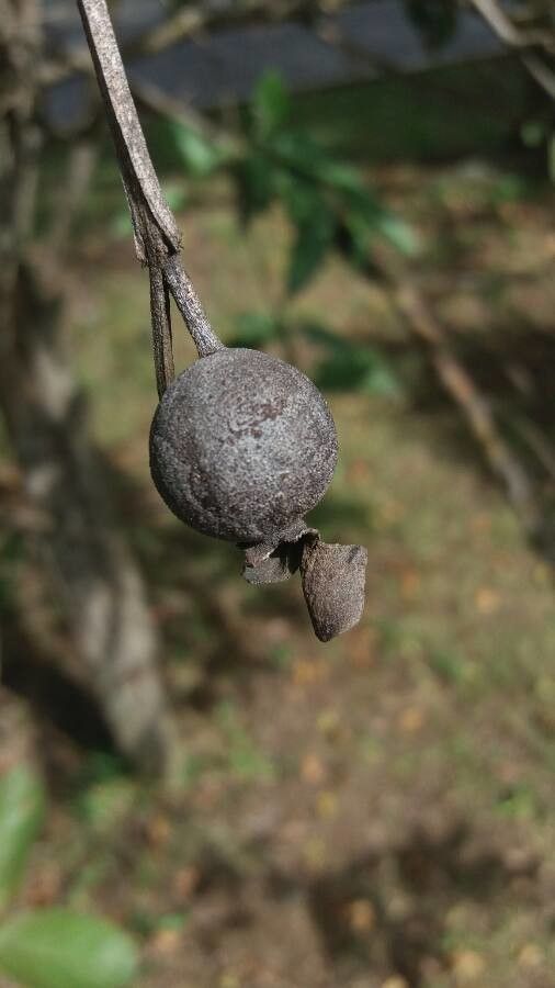 Eucalyptus buprestium — search result for 'Eucalyptus'