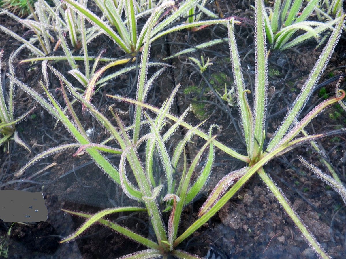 Drosera regia habit