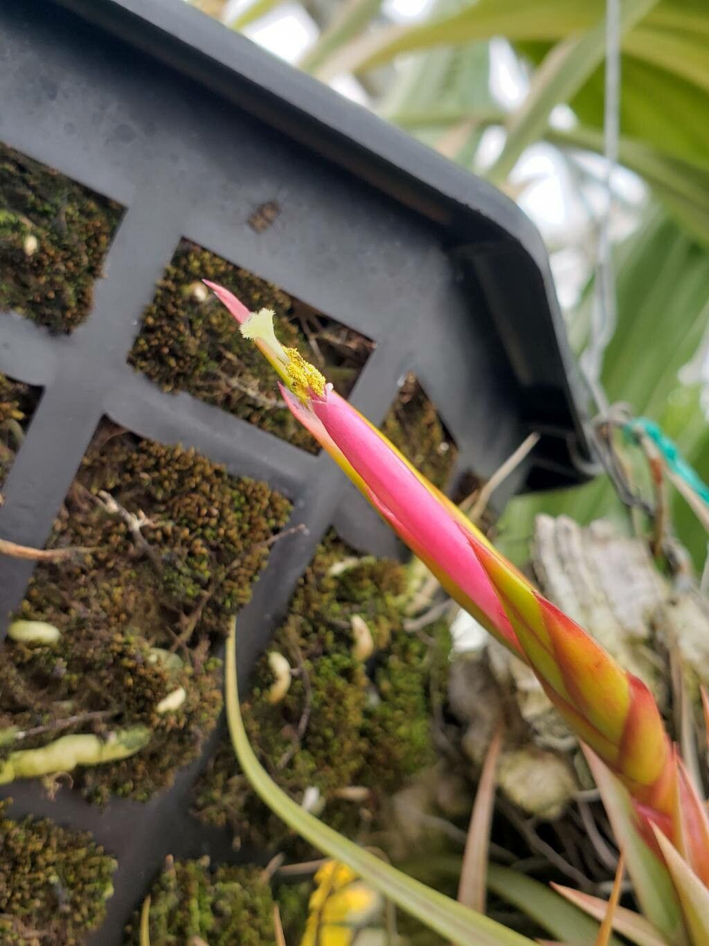 Tillandsia concolor flower