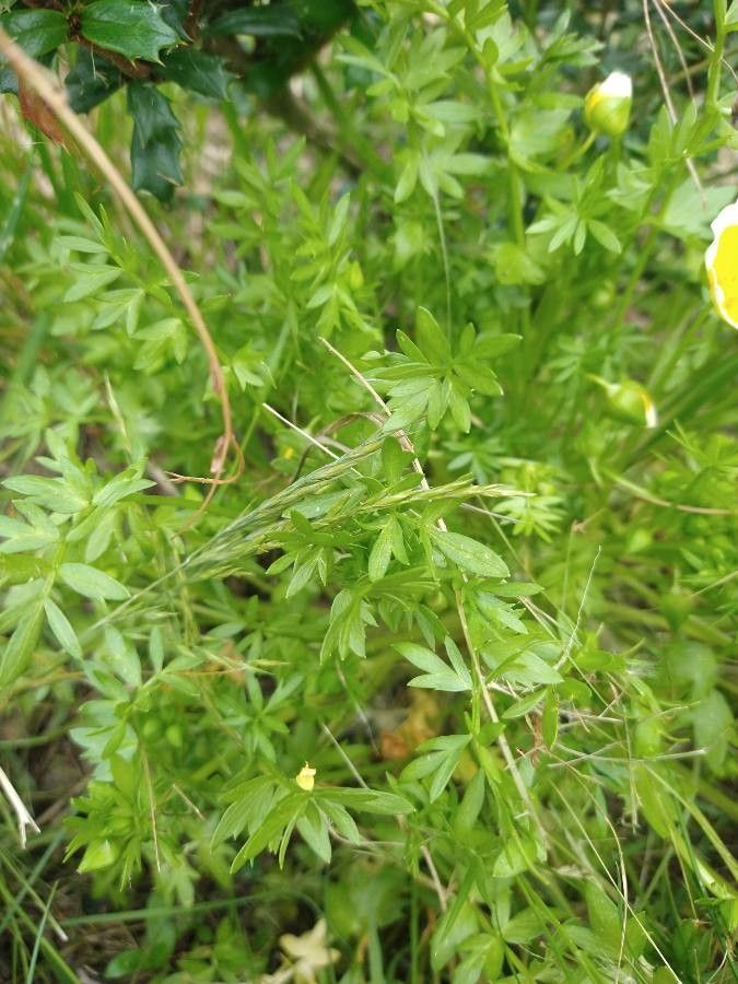 Limnanthes douglasii leaf