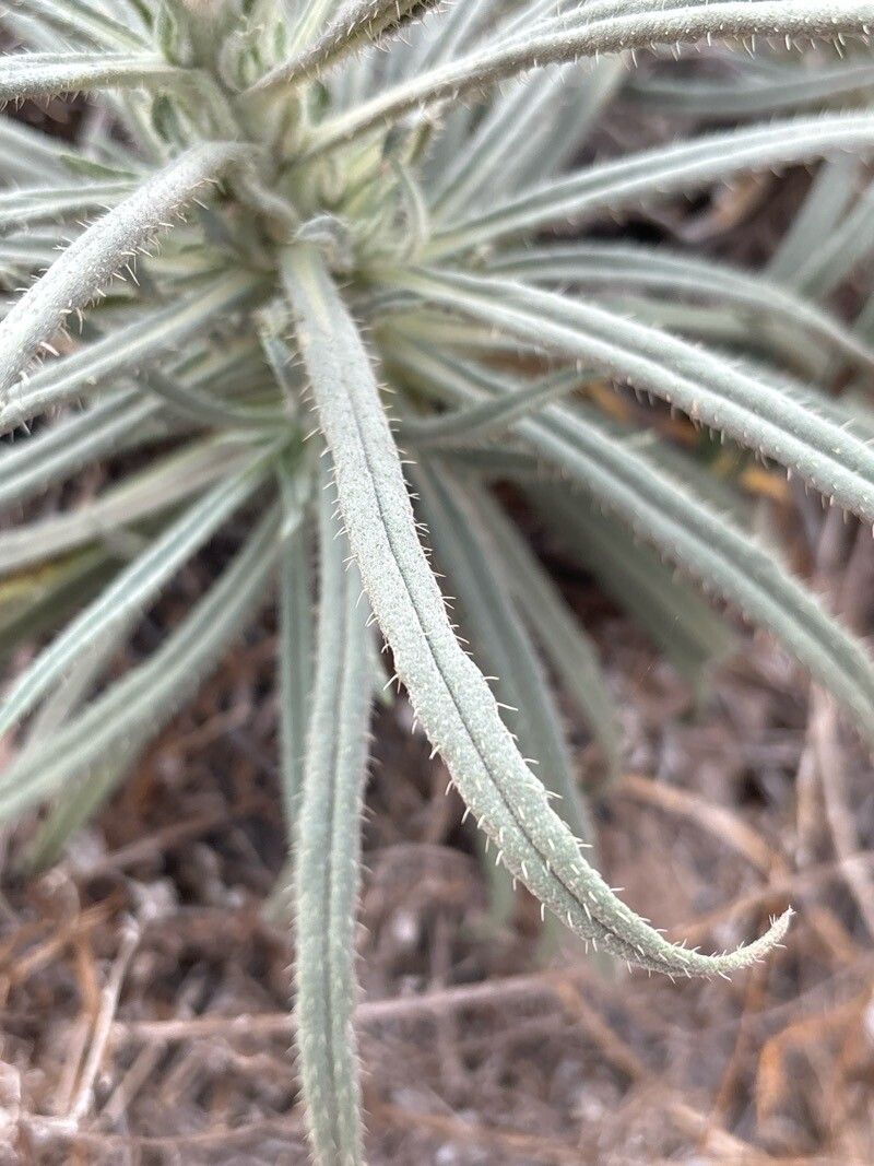 Echium triste — houseplant care guide