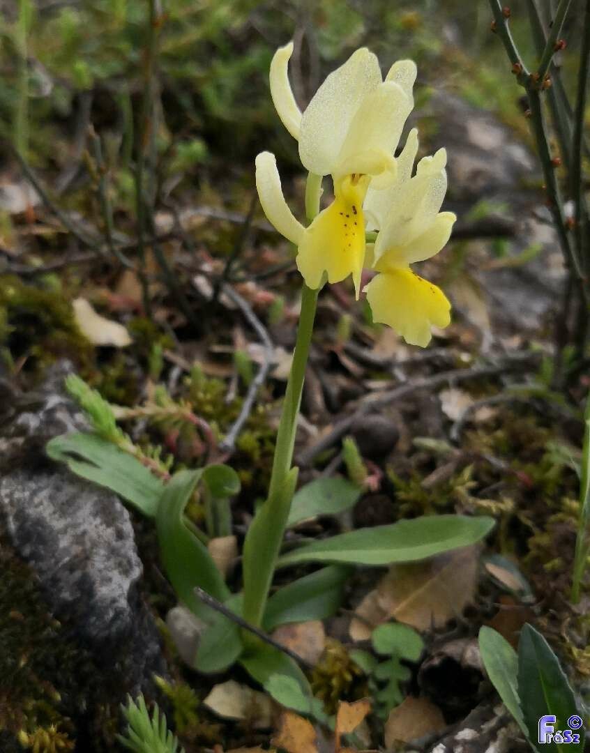 Orchis pauciflora habit
