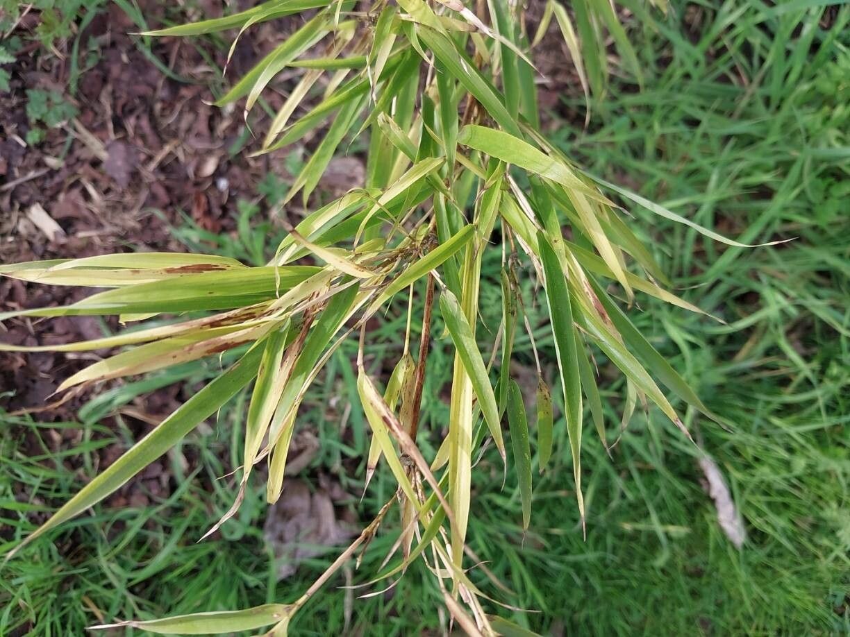 Chimonobambusa tumidissinoda — search result for 'Bamboo'