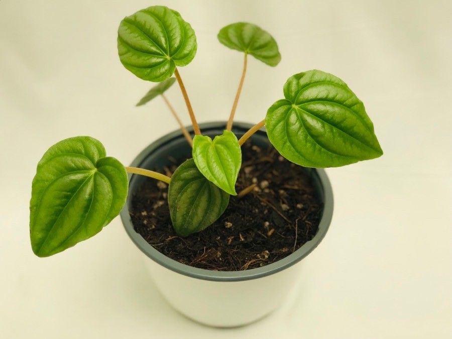 Peperomia marmorata — search result for 'Peperomia'