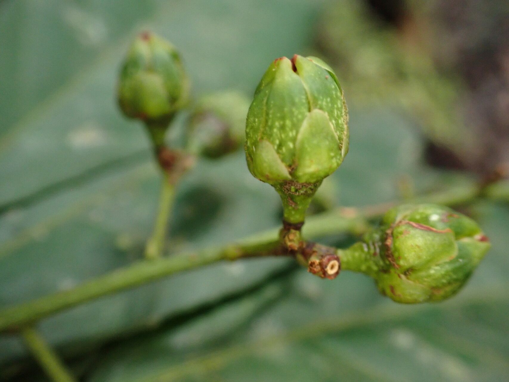 Rinorea welwitschii fruit