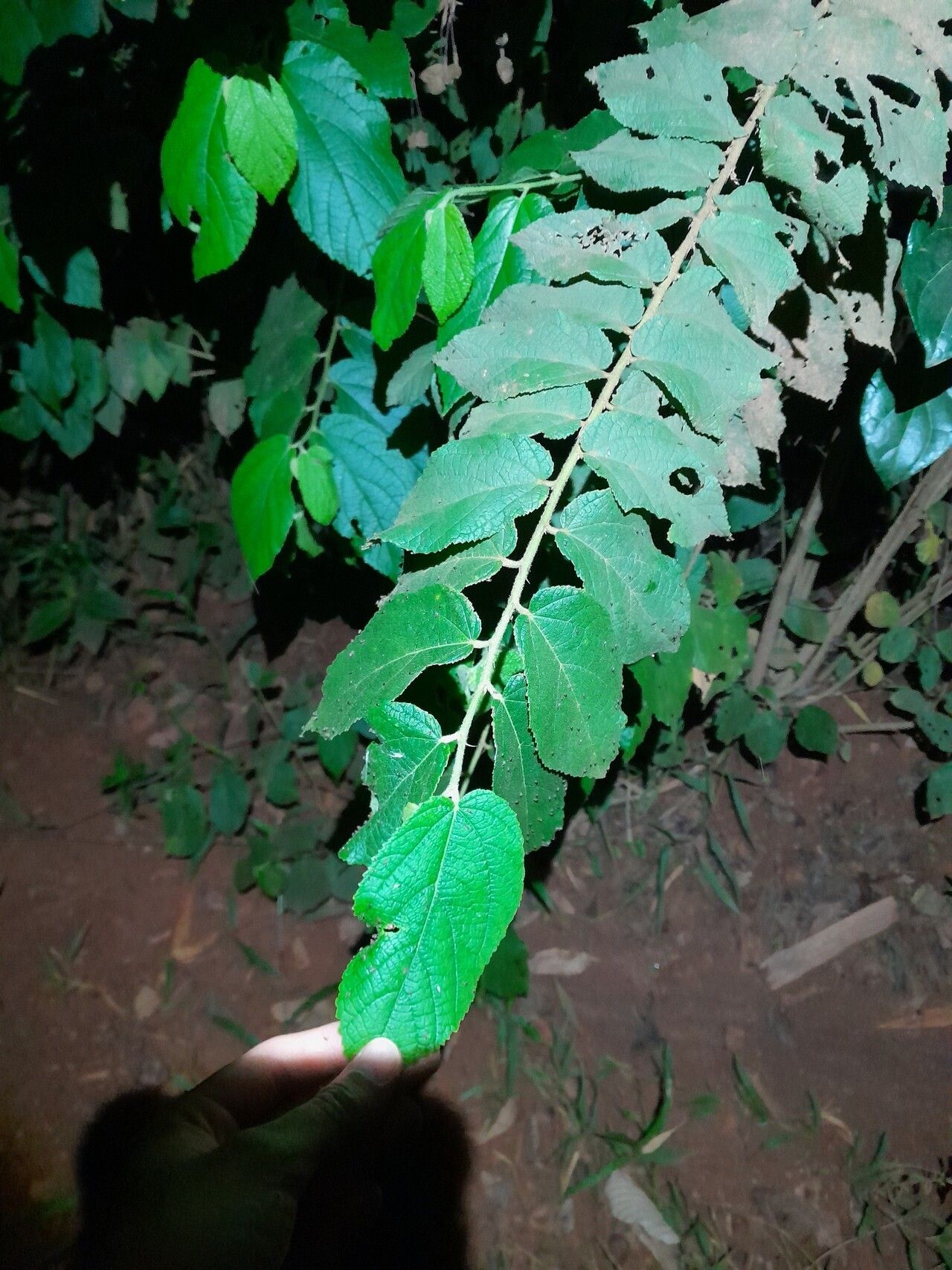 Helicteres pentandra — houseplant care guide