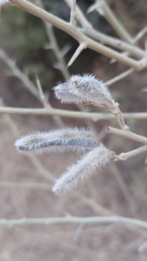 Cytisus lanigerus fruit