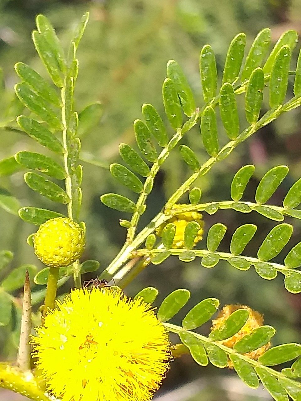 Acacia karroo flower